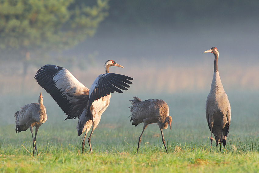 Kranichfamilie im Nebel