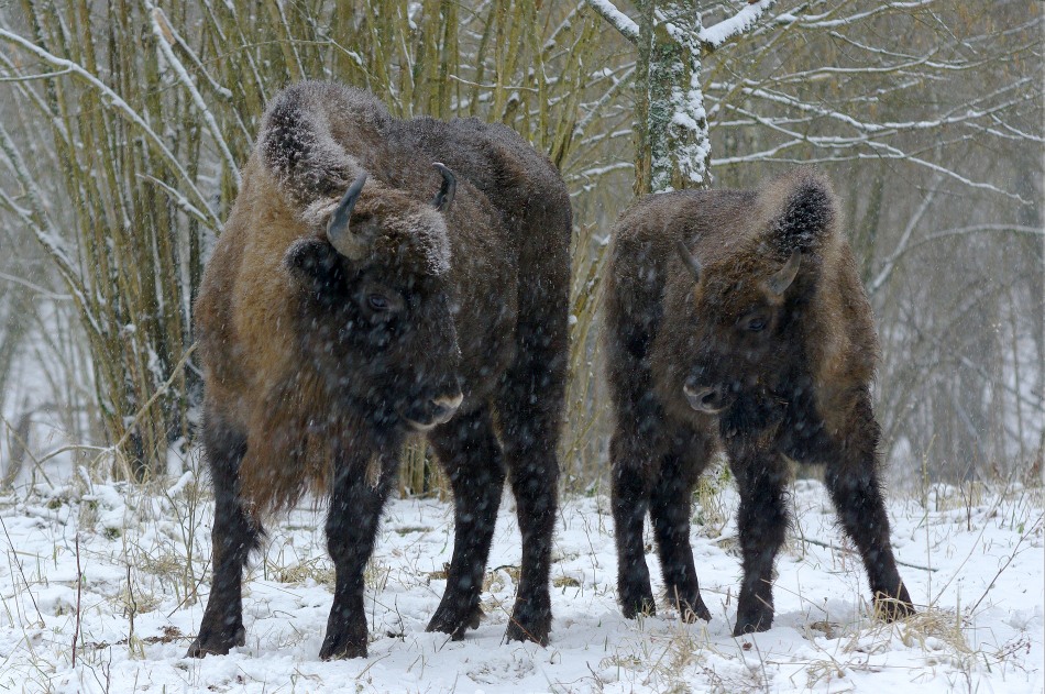 Zwei im Schnee