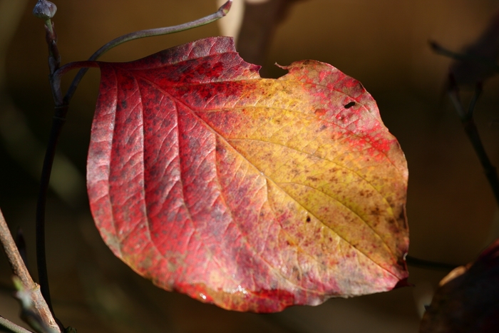 Herbst