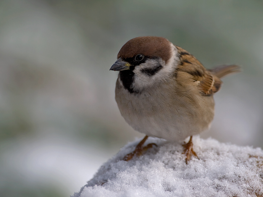 Passer montanus - Feldsperling