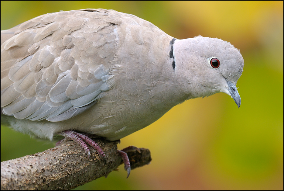 Türkentaube (Streptopelia decaocto) Porträt