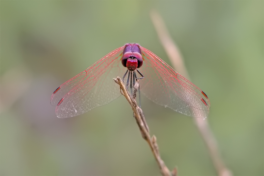 Trithemis annulata