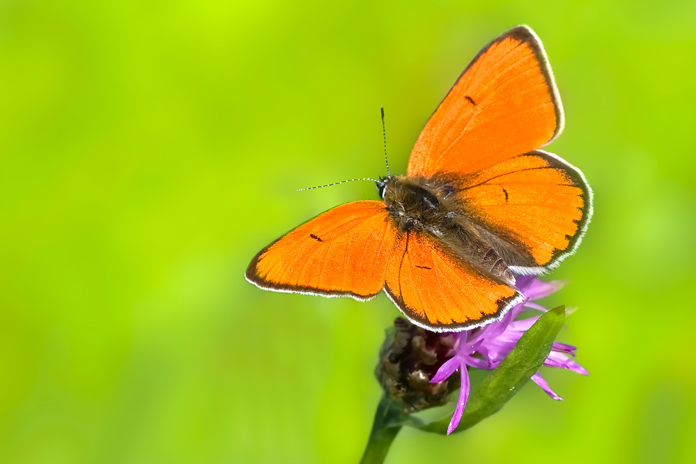 Großer Feuerfalter (Lycaena dispar)