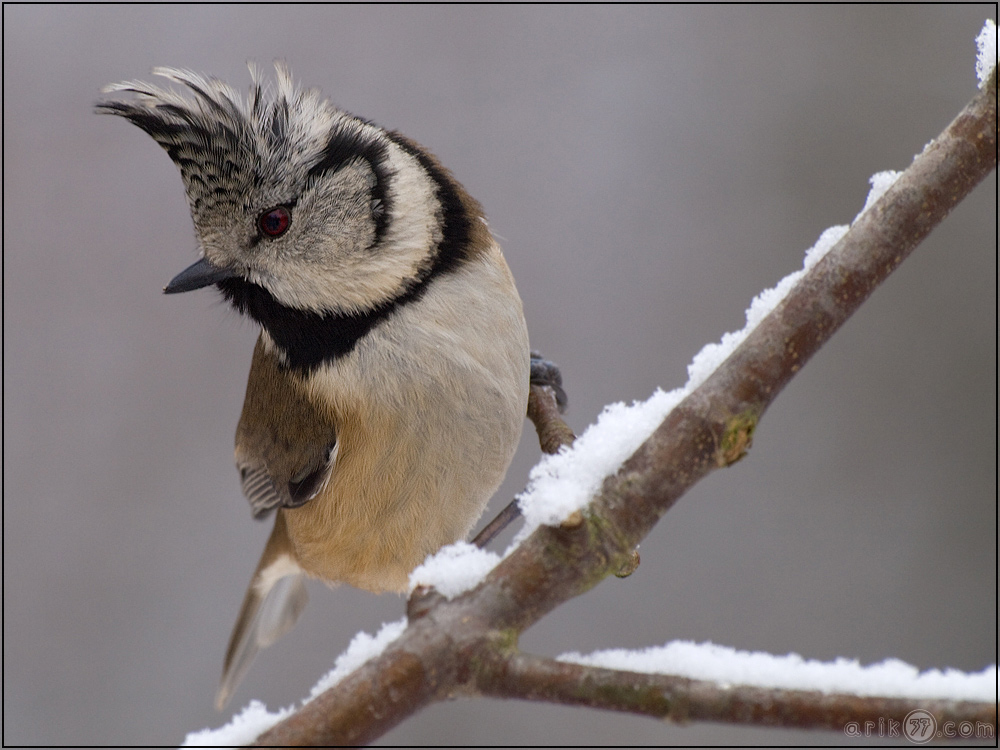 Haubenmeise - Parus cristatus