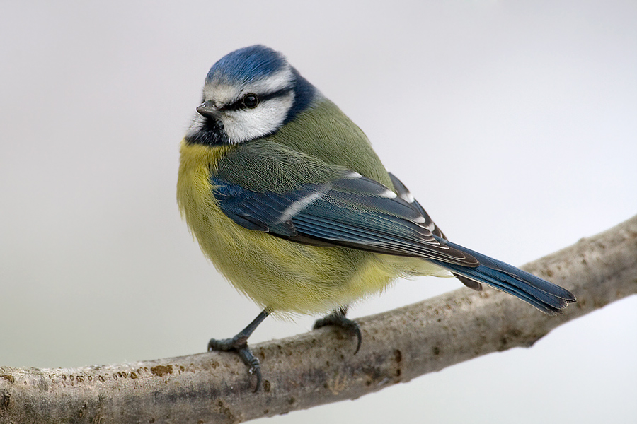 Parus caeruleus - Blaumeise