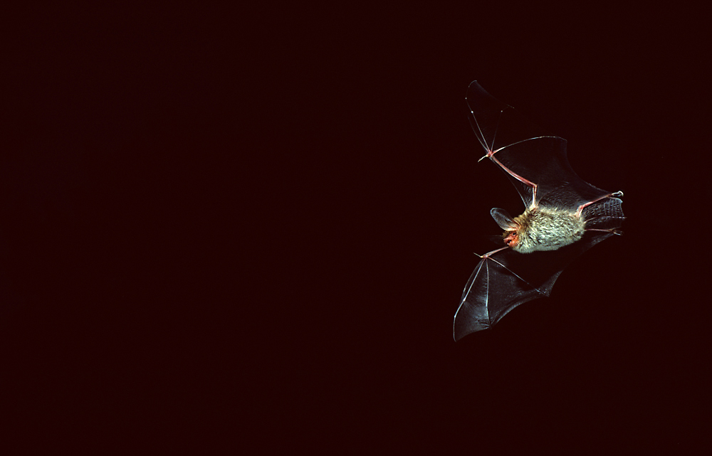 Bechsteinfledermaus (Myotis bechsteinii)