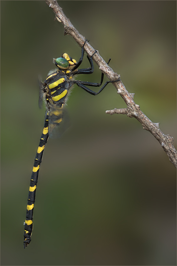 Zweigestreifte Quelljungfer (Cordulegaster boltonii)