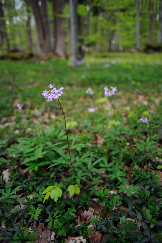 Dentaria bulbifera