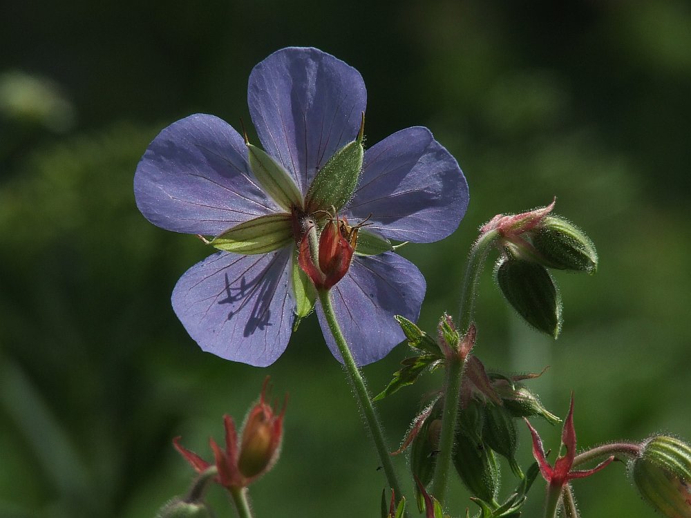 Wiesen-Storchschnabel (Geranium pratense)