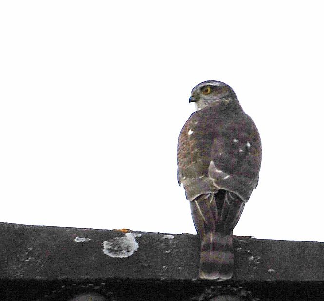 Sperber (Accipiter nisus)