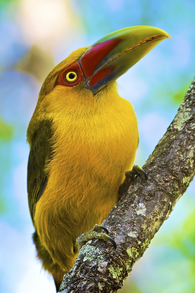 Aracari Banana