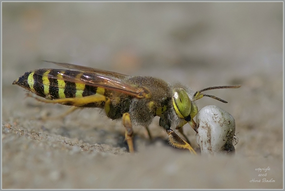 „Steinbeißer“ - Kreiselwespe  (Bembix rostrata)