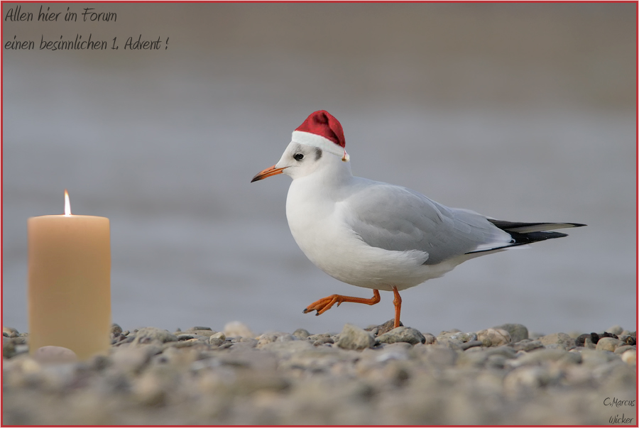 Advent,Advent ne Möwe rennt...