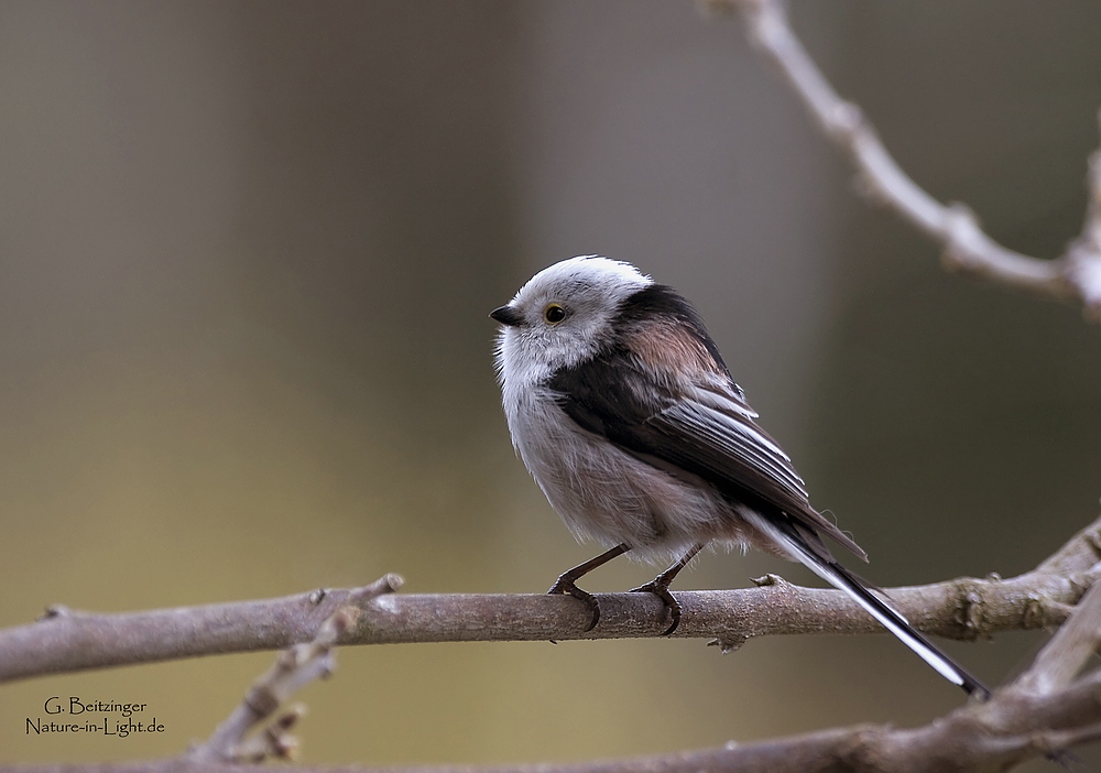 Schwanzmeise (Aegithalos caudatus)