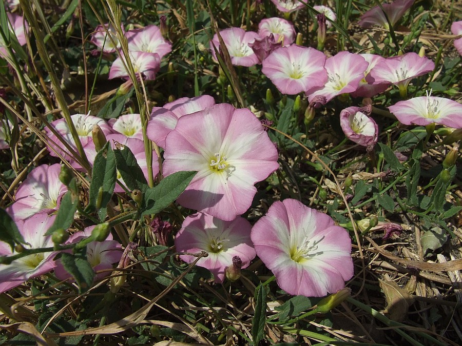 Ackerwinde (Convolvulus arvensis)