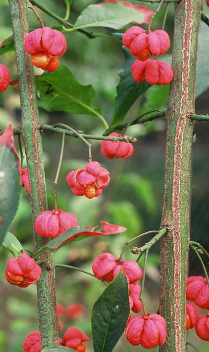 Pfaffenhütchen (Euonymus europaeus) im Herbst