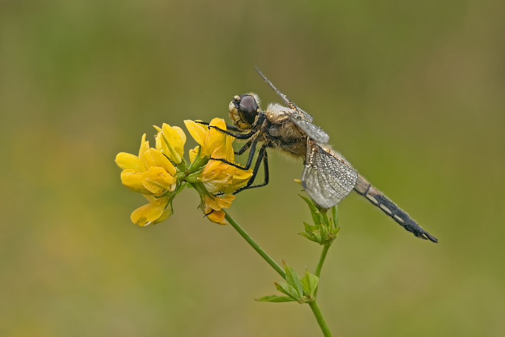 Vierflecklibelle- Libellula quadrimaculata