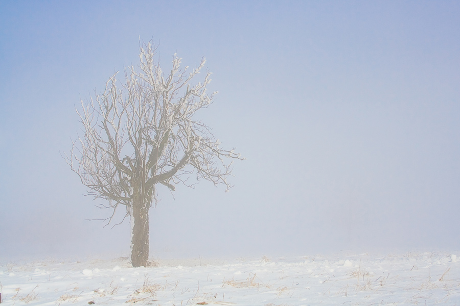 Reif und Nebel