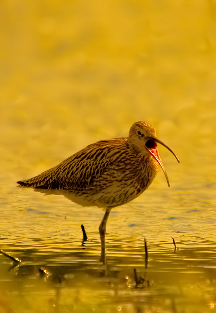 Großer Brachvogel