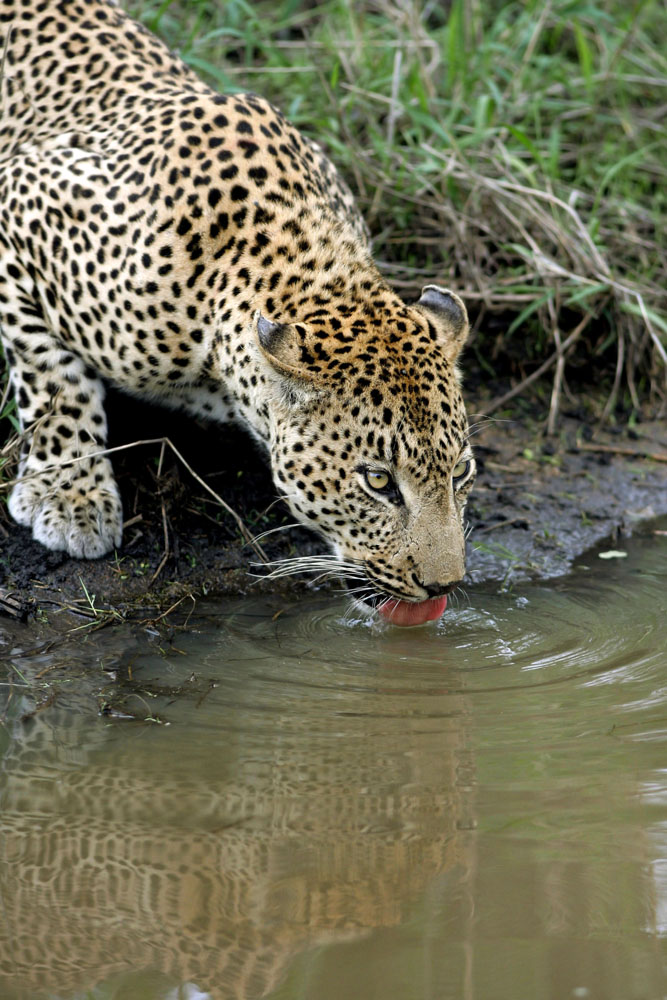 Männlicher Leopard im Sabi Sands Reserve