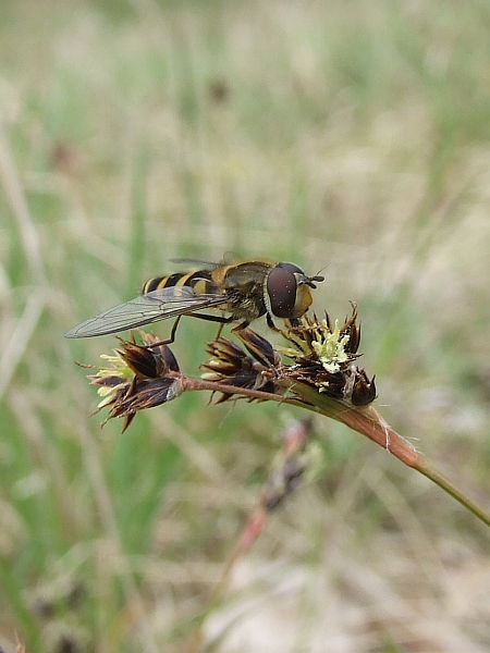 Schwebfliege auf Hasenbrot (Luzula campestris)