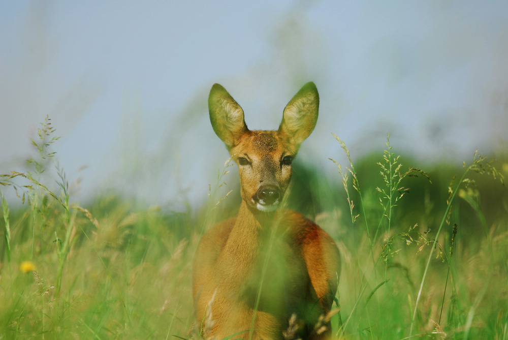 Sie dachte ich sei ein Bock