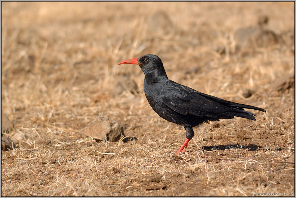 Graja... Alpenkrähe *Pyrrhocorax pyrrhocorax barbarus*