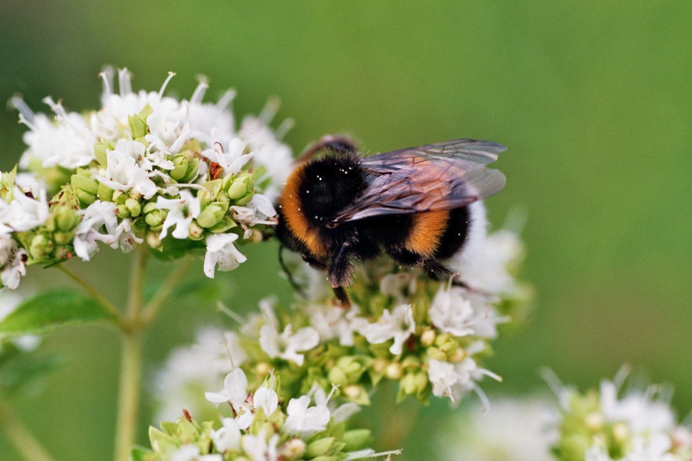 "Hummel an Oregano"