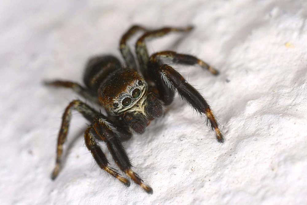 Springspinne