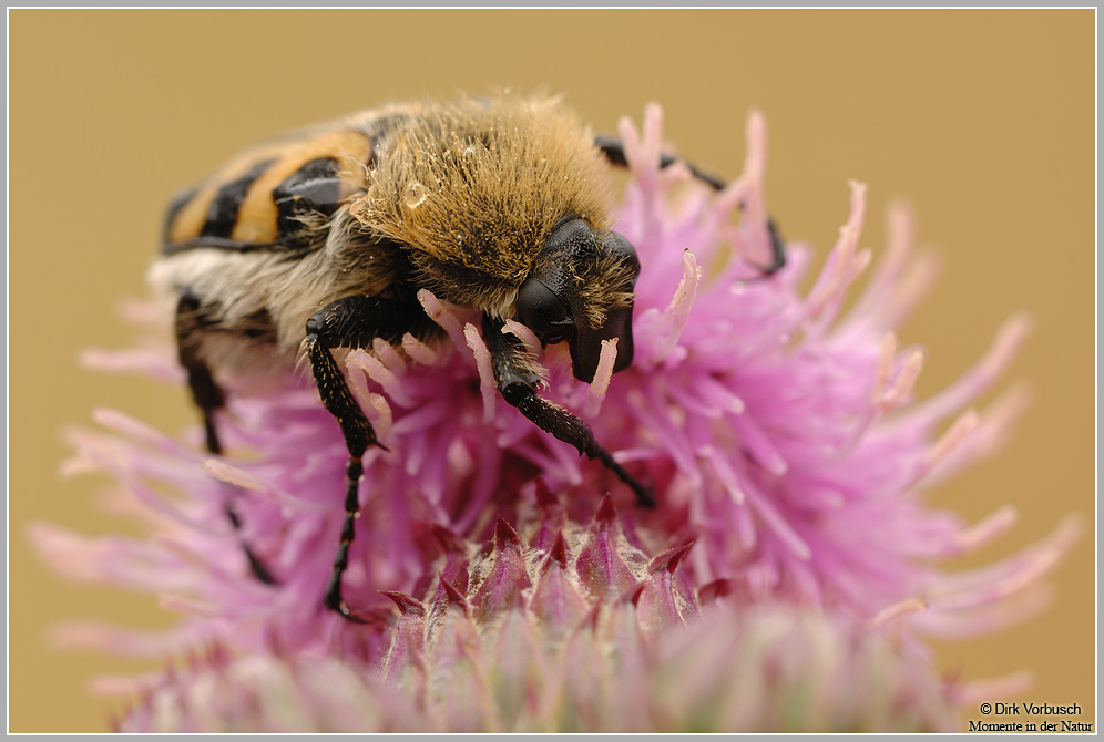 Pinselkäfer (Trichius fasciatus)