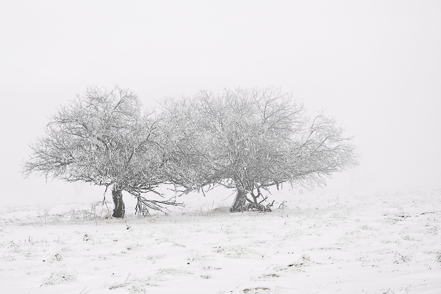 Bäume im Schnee