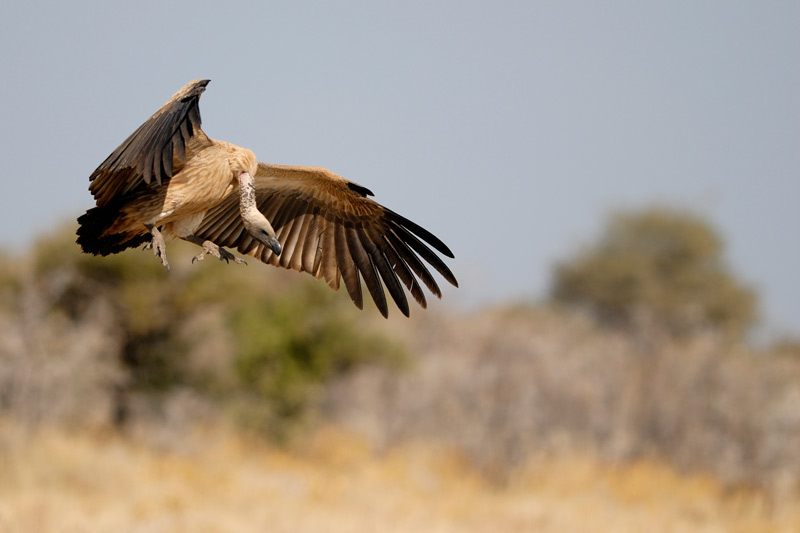 Geier im Anflug