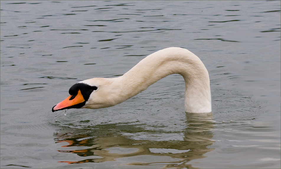 ...der europäische Tauchschwan...