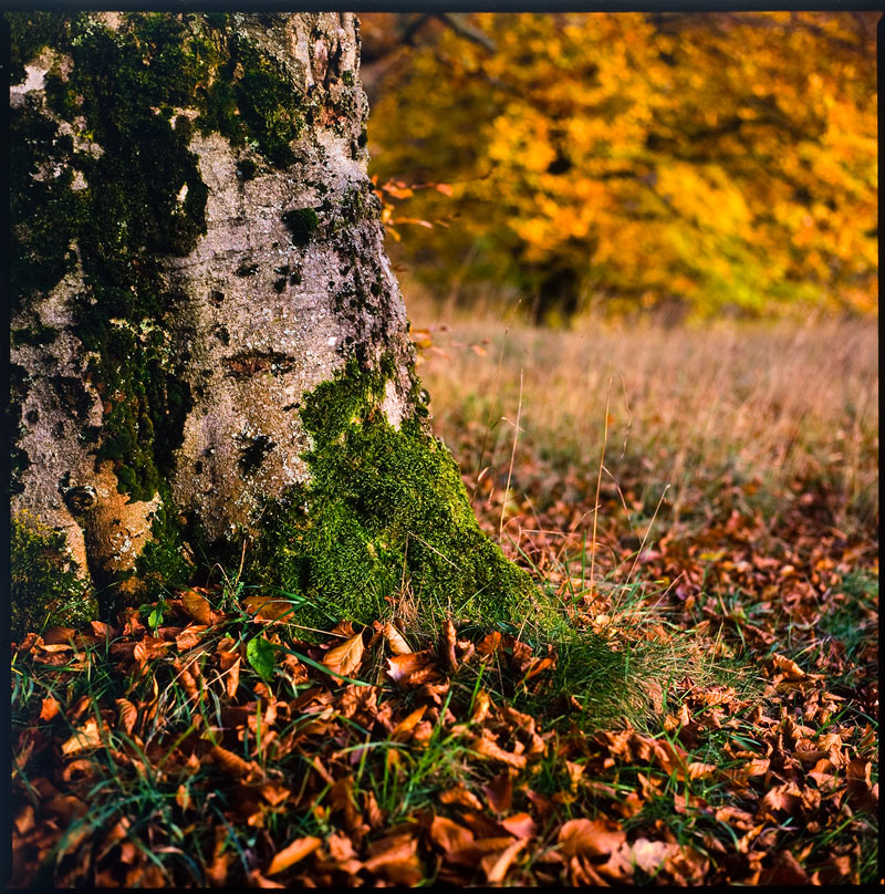 Alte Buche