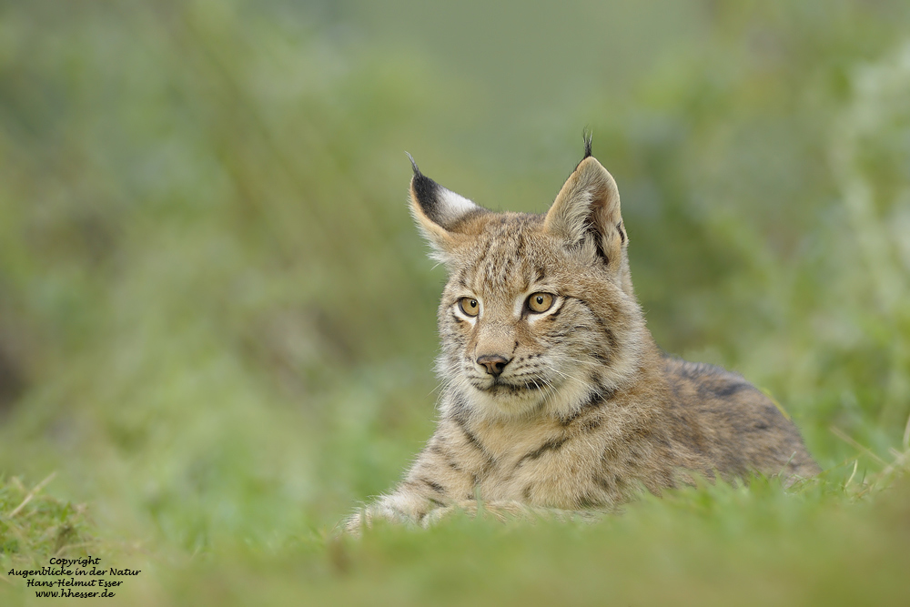 Luchs (Lynx lynx)