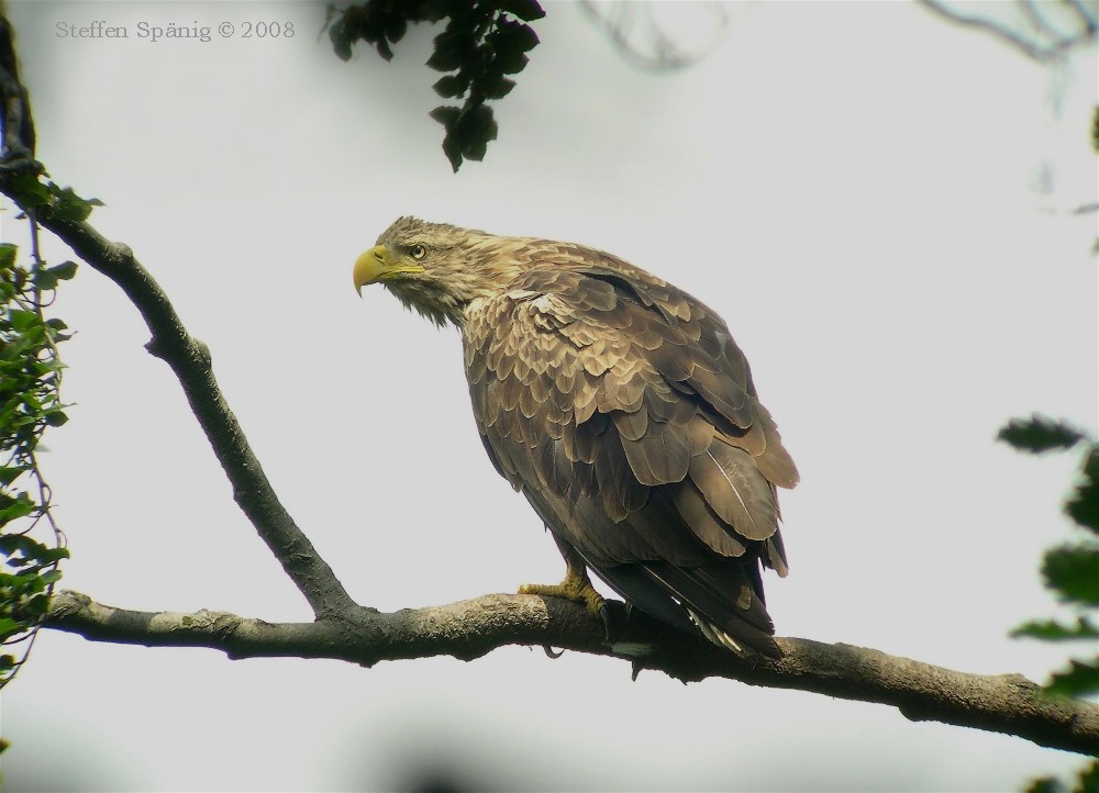 Seeadler