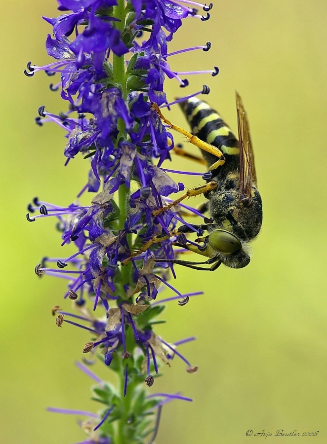 Dufte Blüten (Bembix rostrata)
