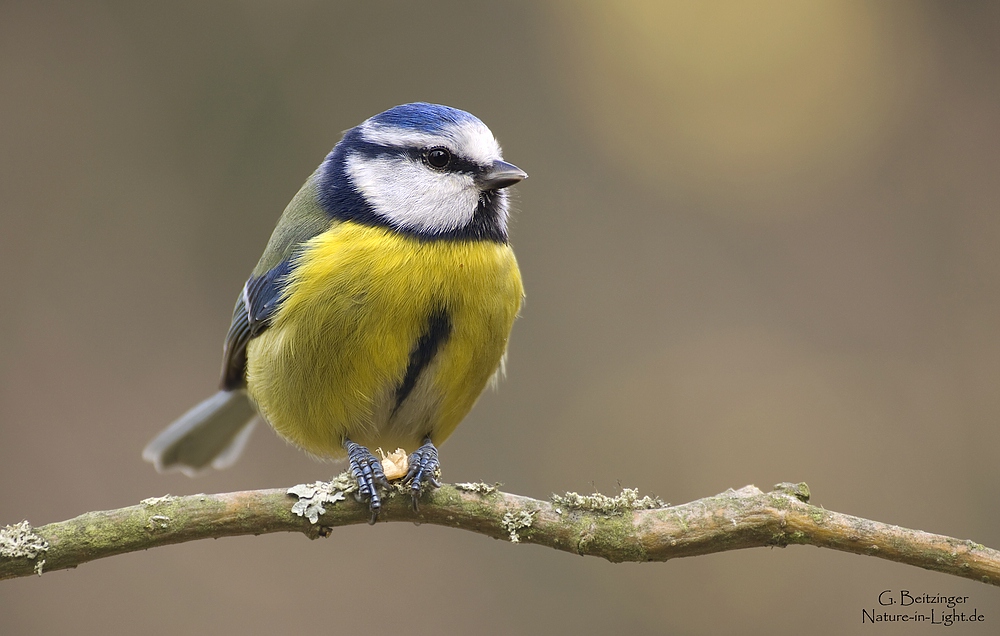 Blaumeise (Cyanistes caeruleus, früher Parus caeruleus)