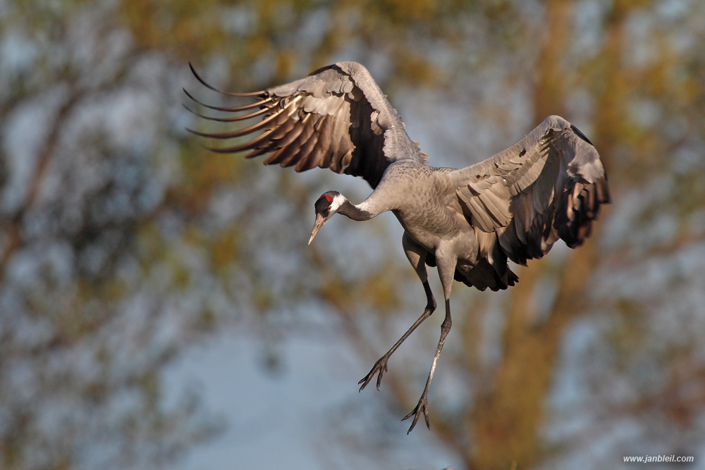 Landeanflug