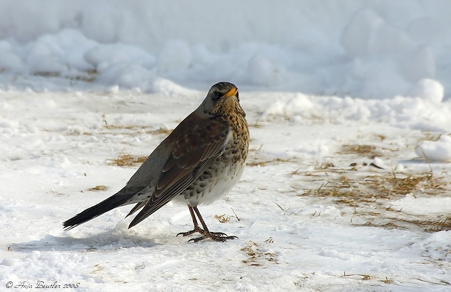 Wacholderdrossel (Turdus pilaris)