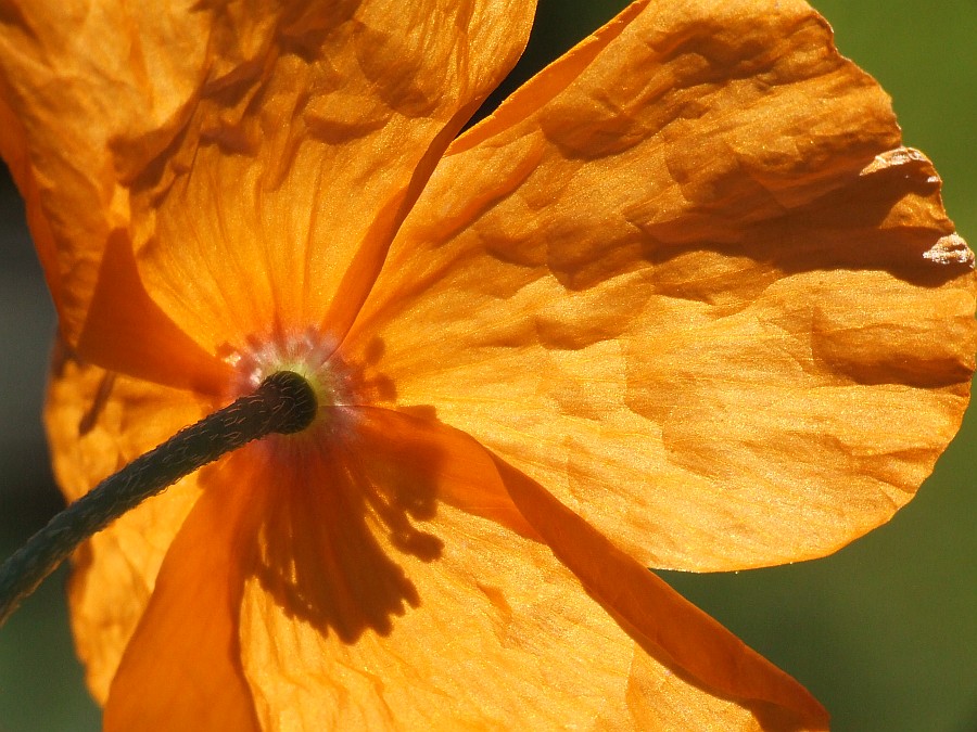 Marokko-Mohn (Papaver atlanticum)