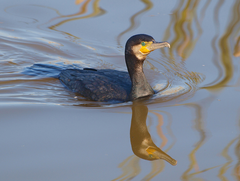 Kormoran