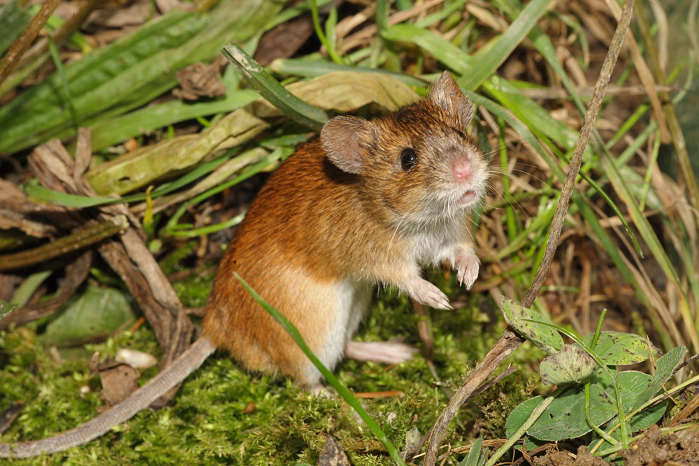 Brandmaus / Apodemus agrarius / Striped field mouse (Forum für