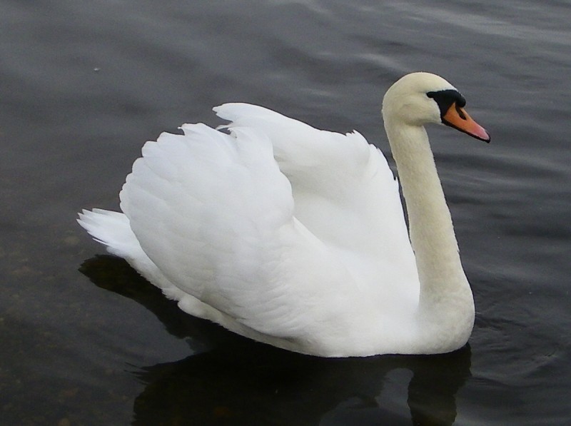 Schwan auf dem See