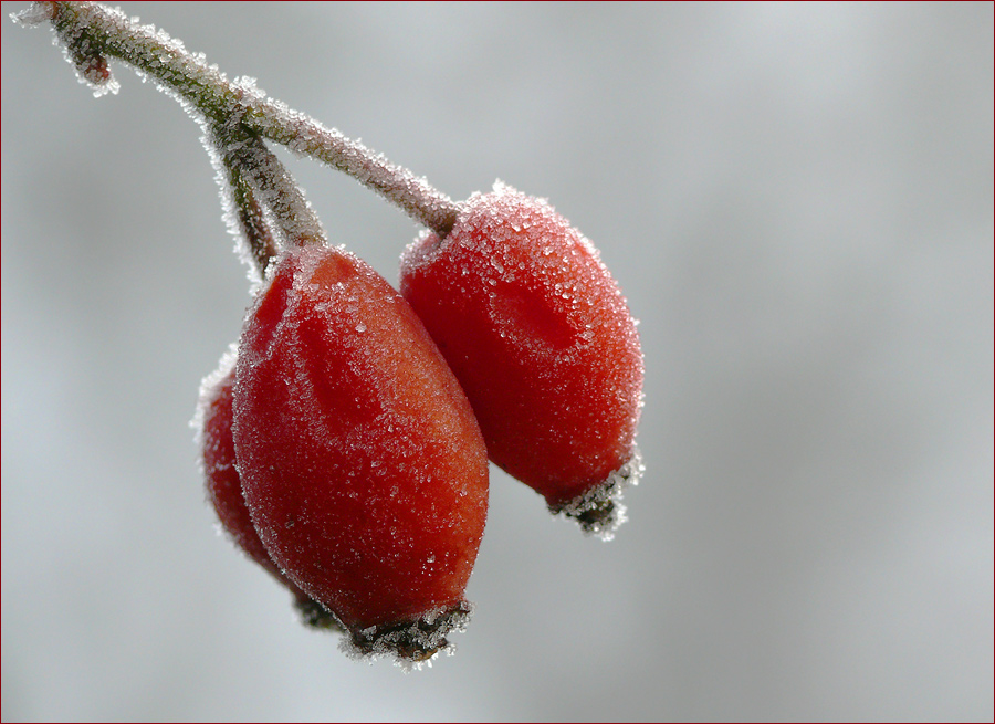 Farbtupfer im Nebel-Schnee-Schmuddel