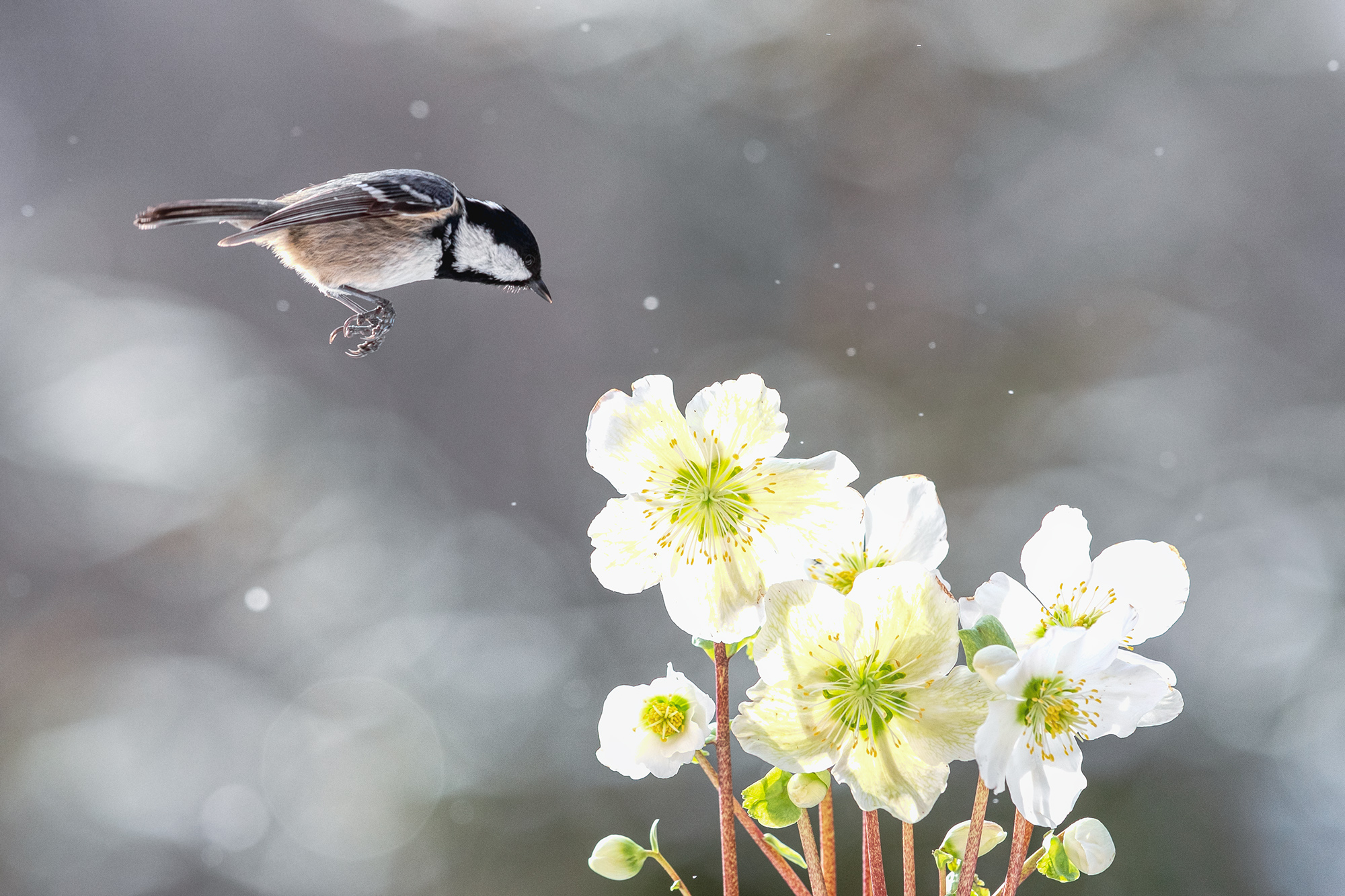 Ich komme (Forum für Naturfotografen)