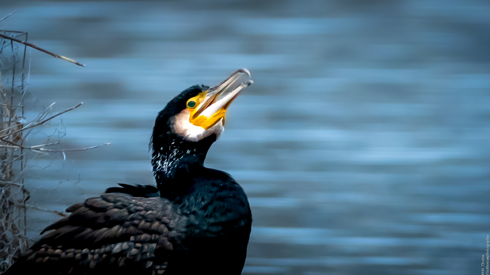 Kormoran beim Rasten