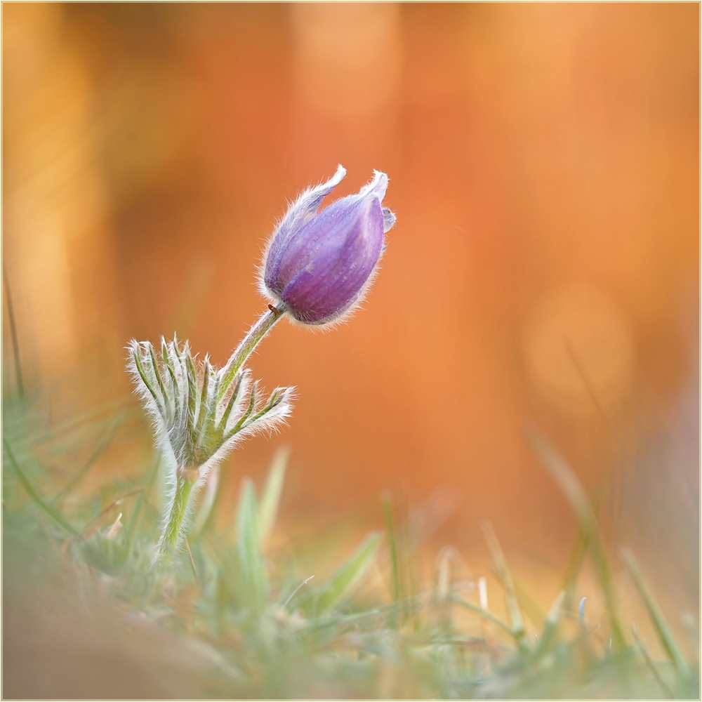 Pulsatilla im Quadrat