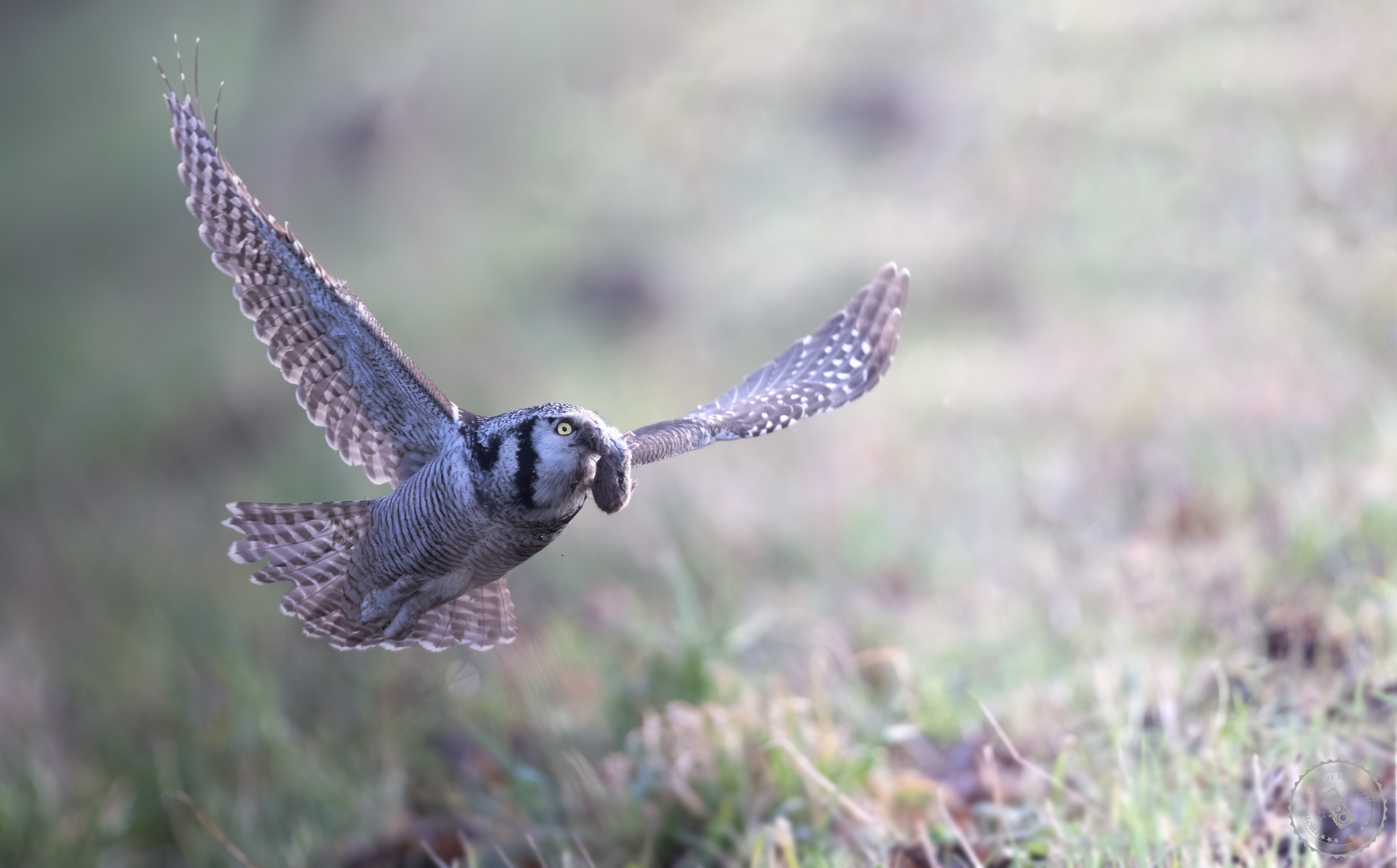 Die Sperbereule auf der Jagd