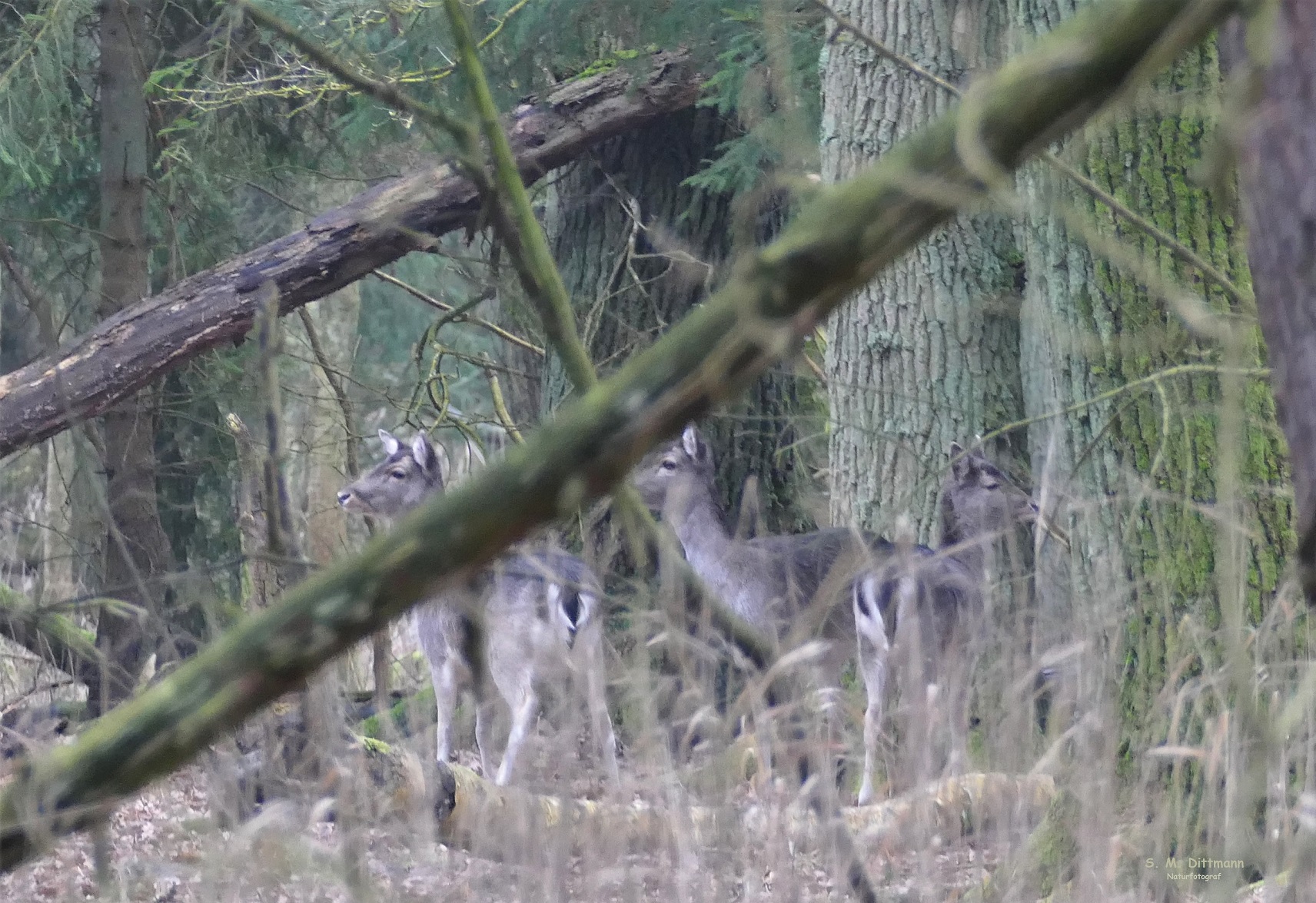 Versteckt im Wald